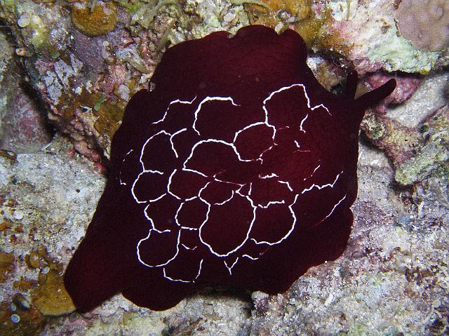 Flankenkiemer 234.jpg